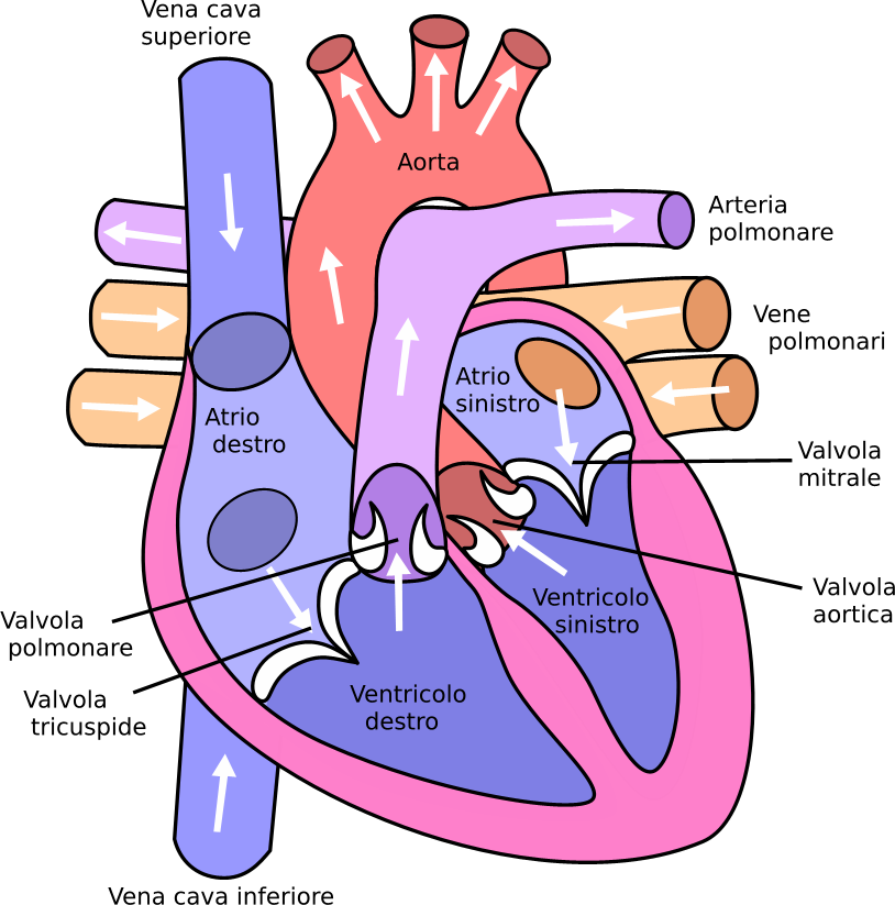 Anatomia del cuore