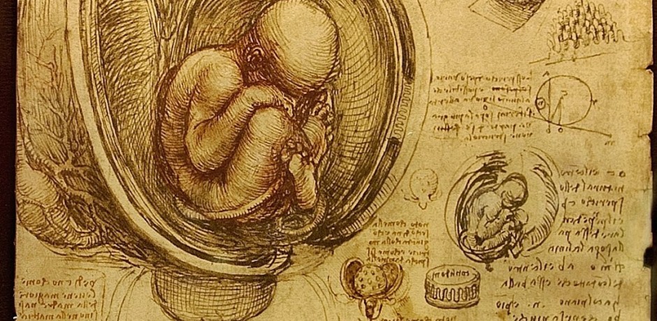 L'immagina raffigura uno dei disegni di Leonardo da Vinci sugli studi anatomici