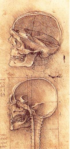 Il disegno rappresenta un disegno degli studi anatomici del cranio fatti da Leonardo da Vinci