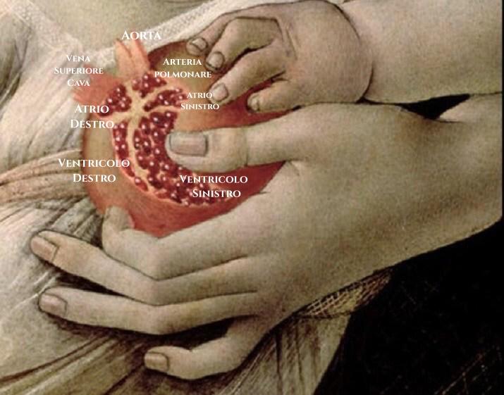 Madonna della Melagrana - Dettaglio, riproduzione dell'anatomia del cuore, Botticelli, Galleria degli Uffizi Firenze