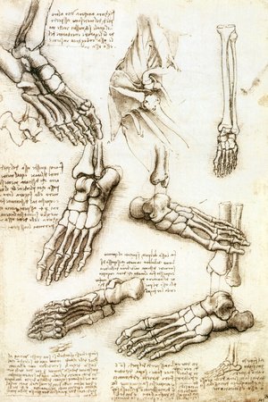 Studi anatomici di Leonardo da Vinci