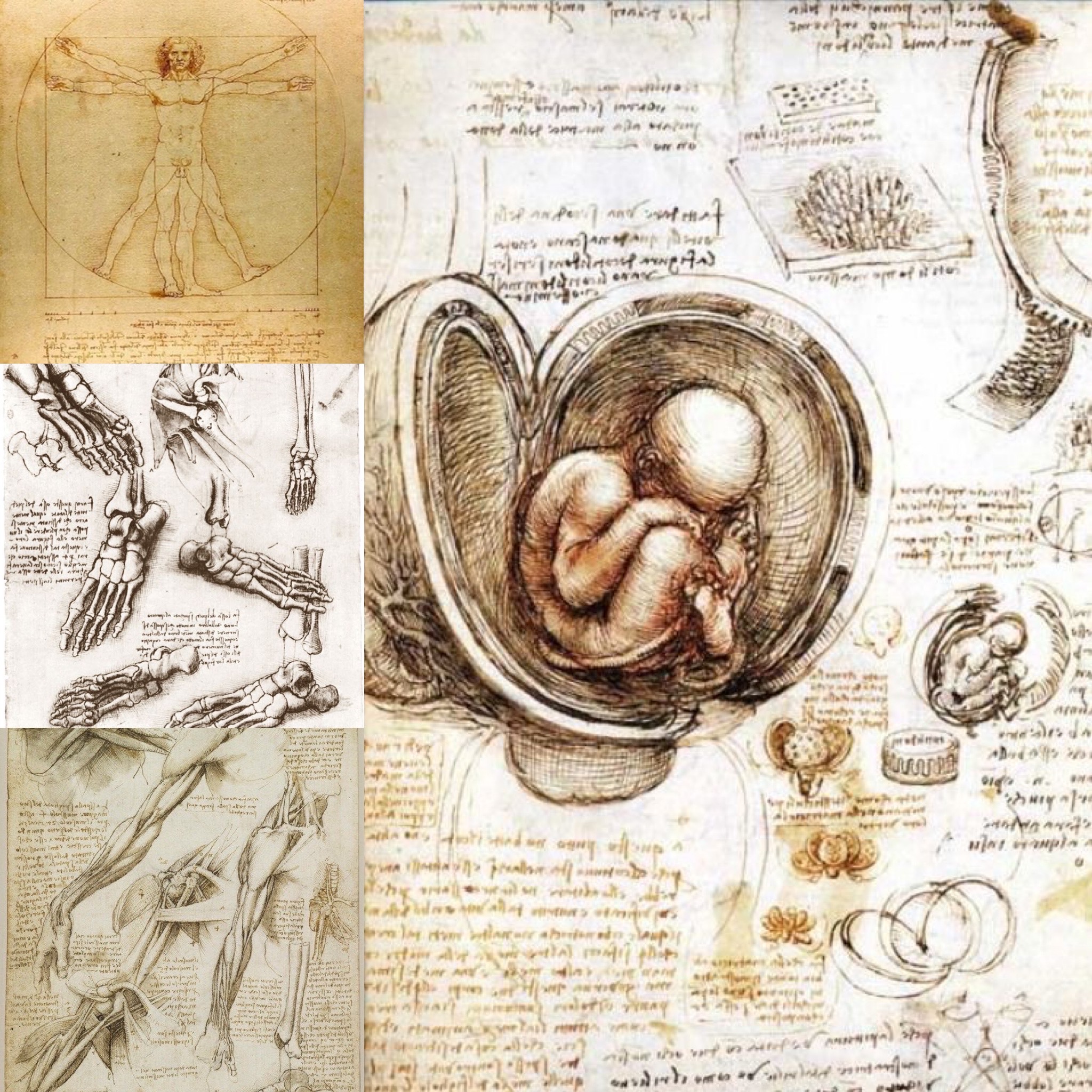 Studi anatomici e Uomo Vitruviano di Leonardo