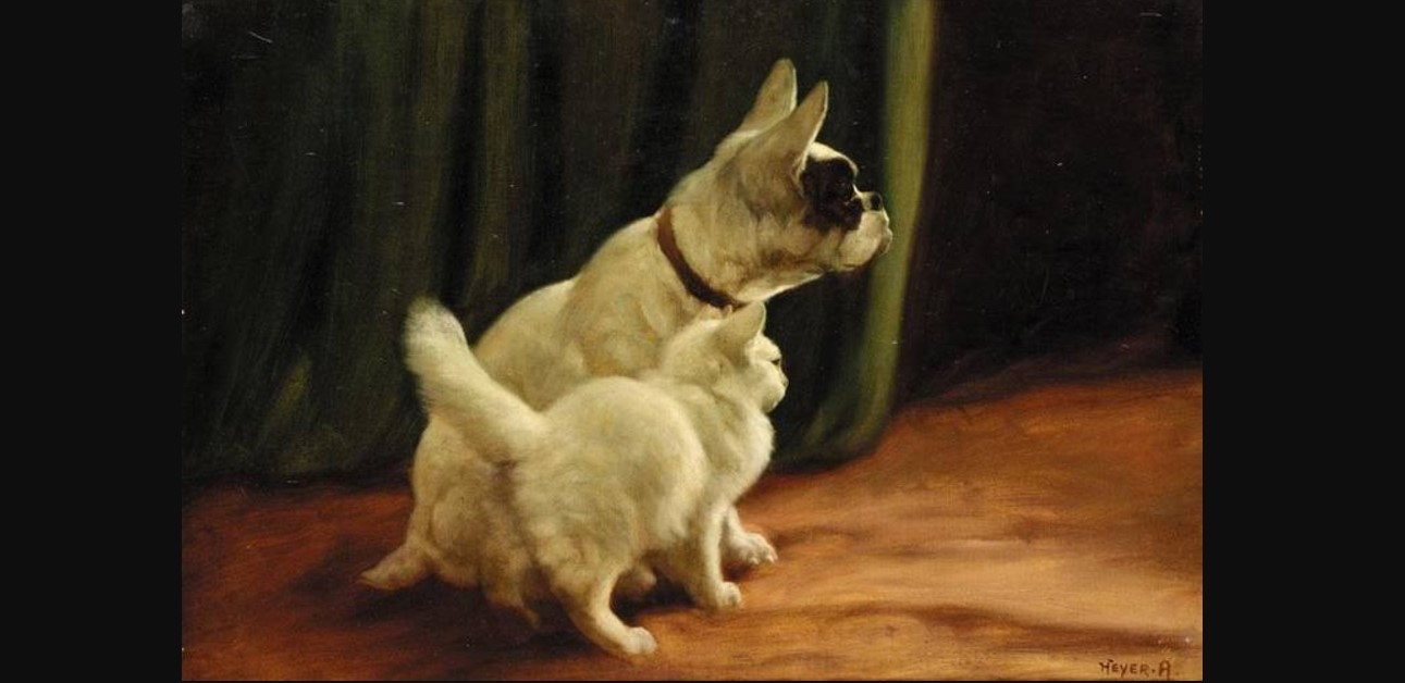 L'immagine rappresenta un bouledogue francais con un gatto